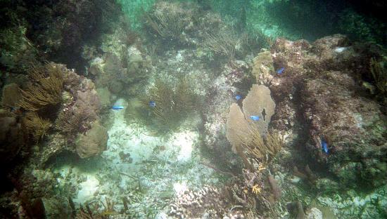 National Reef Park of Puerto Morelos